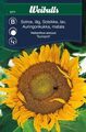 Solsikke lav sunspot